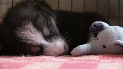 cute puppy sleeps