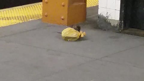 Subway Rat Drags Away Takeout Food