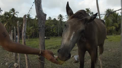 Man feeding a beautiful horse 2021.