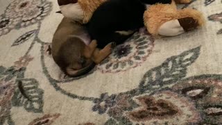 Dreaming puppy with her bear