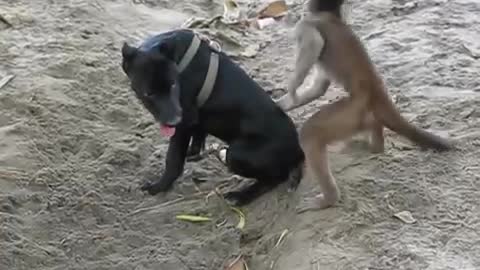 monkeys and puppy playing in beach