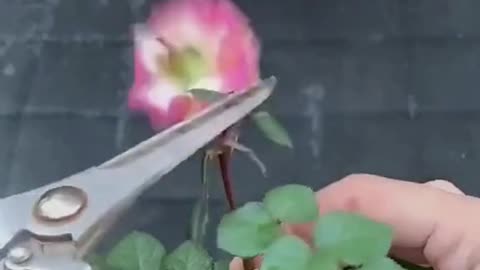 You must pick this branch in May when cutting roses