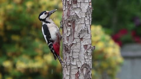 Wood Pecker Hammering On Wood For Insects
