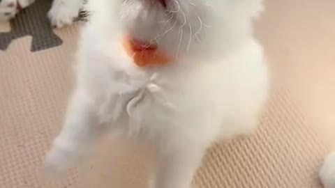 Aww cute cat videos