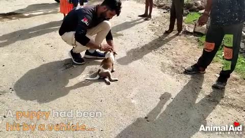 'Why won't my legs work' Puppy dragging legs rescued after car accident...