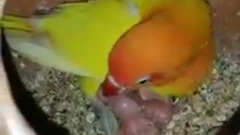 Parrot is playing with her baby parrots
