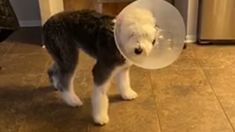 Good boy frozen in the cone of shame