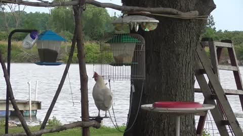 65 Toussaint Wildlife - Oak Harbor Ohio - Chicken Dinner