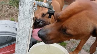 Hilariously Hydrating Hounds