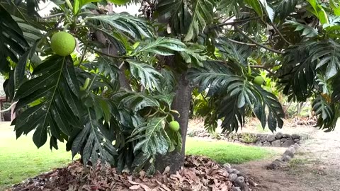 Lahaina's 151-year-old banyan tree is coming back to life after devastating fire