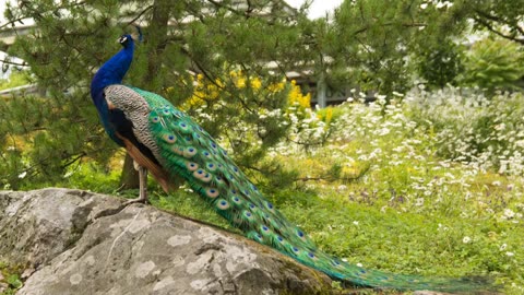 Beauty of peacock's