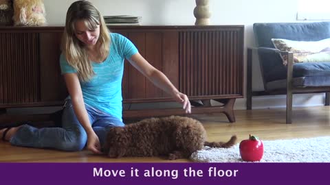 how to teach your dog to lay down :easy steps