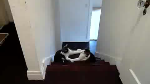 Funny cat fighting