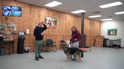 How to Train an Unresponsive Dog - Professional Dog Training
