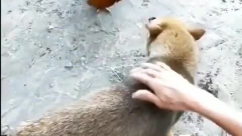 Brave chicken fight against dog