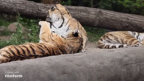 Tigers cuddling While Tying on a rock..