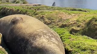 Southern Elephant Seal Snores on Sunny Day