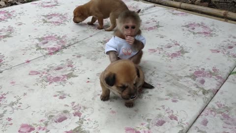 Cute puppies love to play with baby Monkey Sky