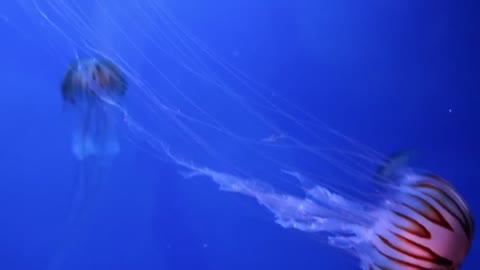 More beautiful jelly fish