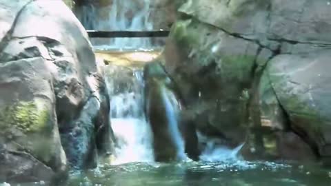 Giant Otter frolics in her waterfall-2021#Manusaiyed