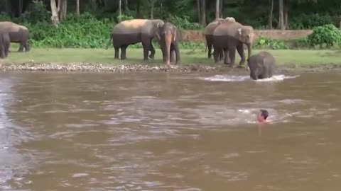 Snake saves a child's life! rescue captured animals