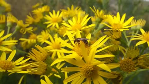 yellow flowers and bees