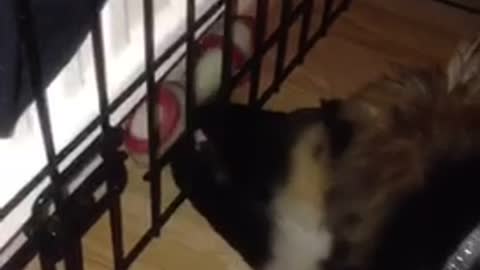 German shepard puppy trying to get red toy from behind black cage