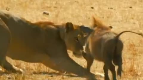 warthog takes down lion