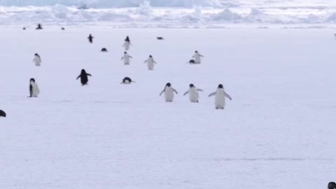White sea, black penguins. Play together. Very happy