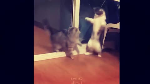 cat and cat funny video