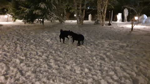 Two dogs catch snowballs