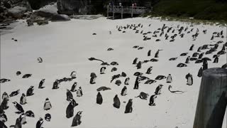 Penguins on the beach