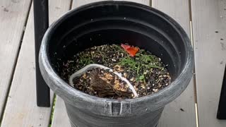 Kansas bird eats inside feeder