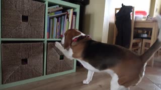 Smart dog trades with puppy for favorite toy