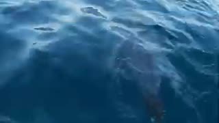 Friendliest Dolphin' Bites Man's Hand During Close Encounter at Noosa