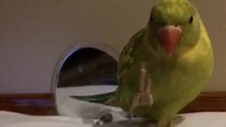 Cutest baby parrot waves just like a human.