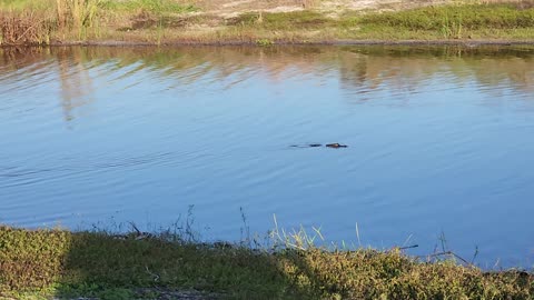 Young Gator Heading Downstream