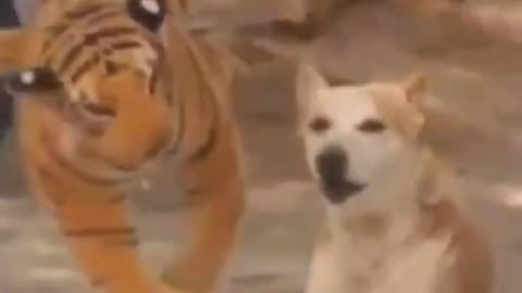 Funny dog prank fake tiger