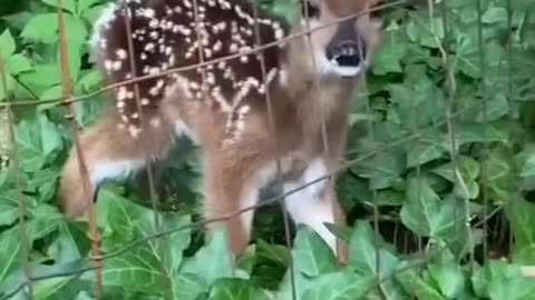 Baby deer stuck ## viral ### short video ### vkj