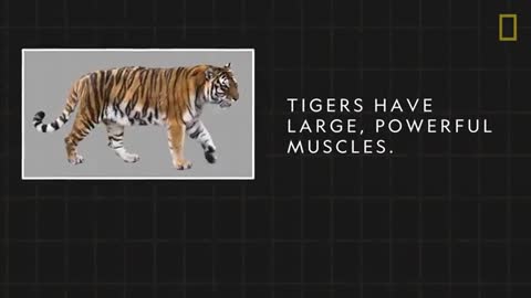 Tigers 101 | National Geographic