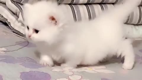 Marshmallow munchkin kittens so cute cate