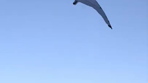 Kid Flies Bird Shaped Kite in Playground