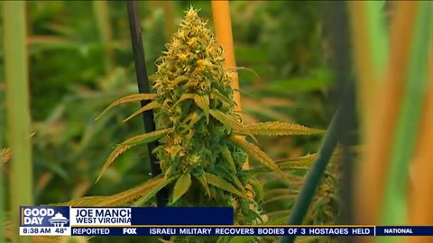 Justice Department proposes rolling back on marijuana _ Gutfeld Fox News