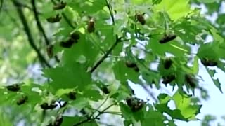 U.S. awaits huge, 17-year cicada hatch
