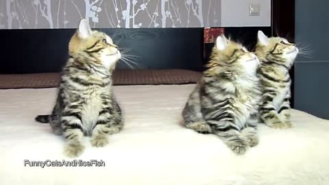 Top Funny Cats and Kittens Playing, Epic Compilation