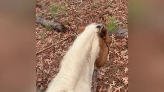 Horse and dog have a love hat relationship.