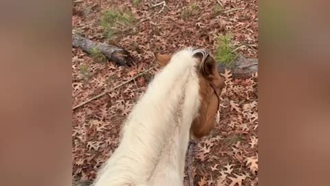 Horse and dog have a love hat relationship.