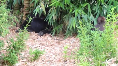 Gorillas playing