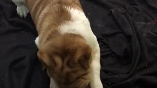 Shar Pei puppy gets overly excited for new treat
