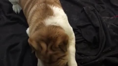 Shar Pei puppy gets overly excited for new treat